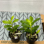 Pair of 2 Dendrobium Species (RARE)