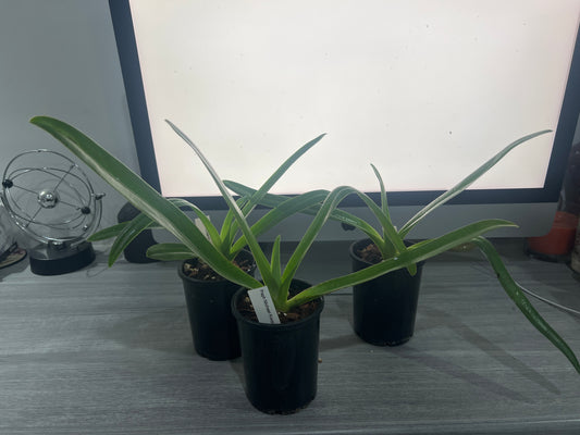 Paph. Michael Koopowitz (HARD TO FIND MULTIFLORAL)