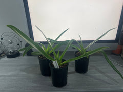 Paph. Michael Koopowitz (HARD TO FIND MULTIFLORAL)