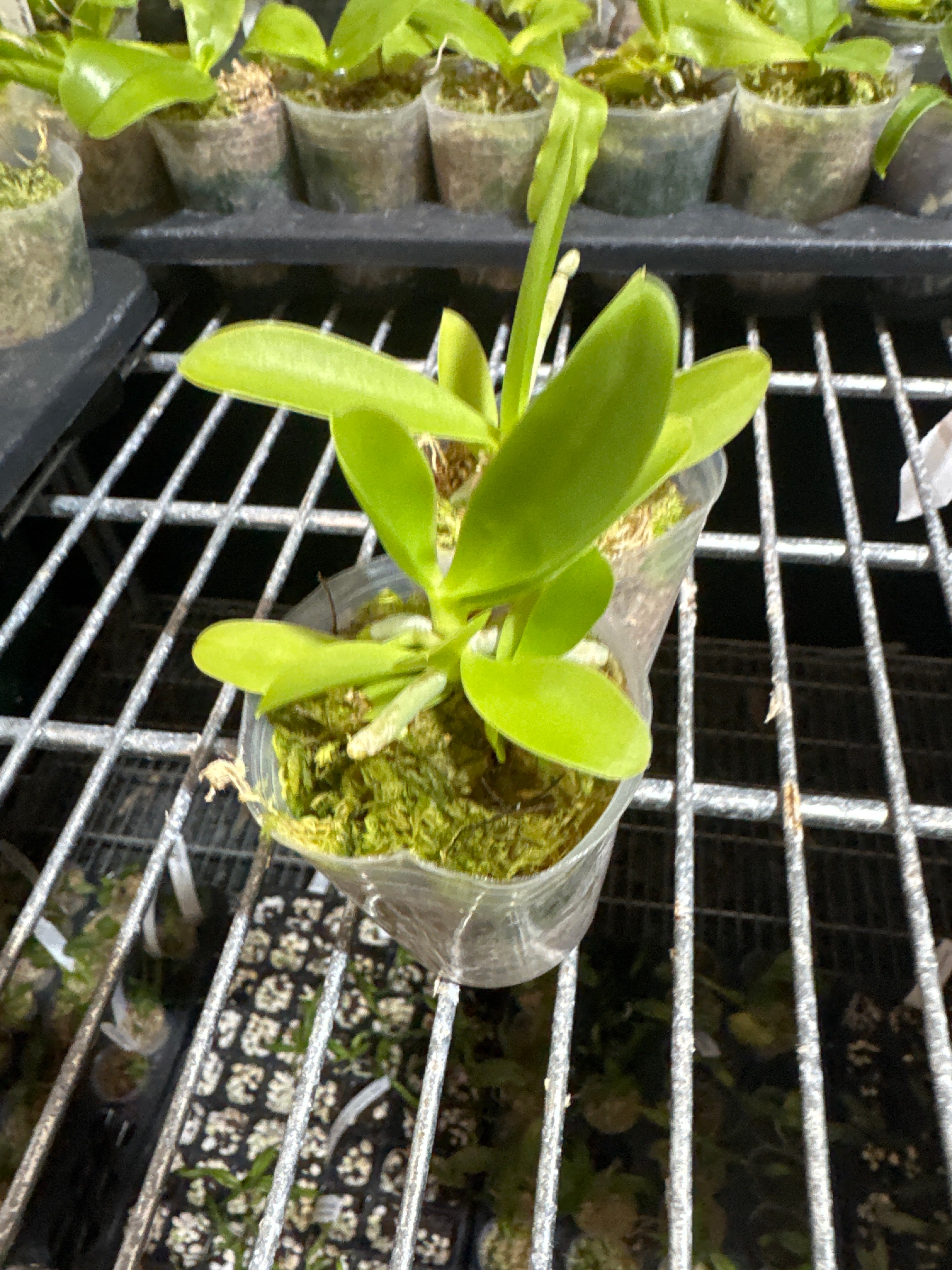 Phalaenopsis cornu cervi (Red) Rare Form Secondary image