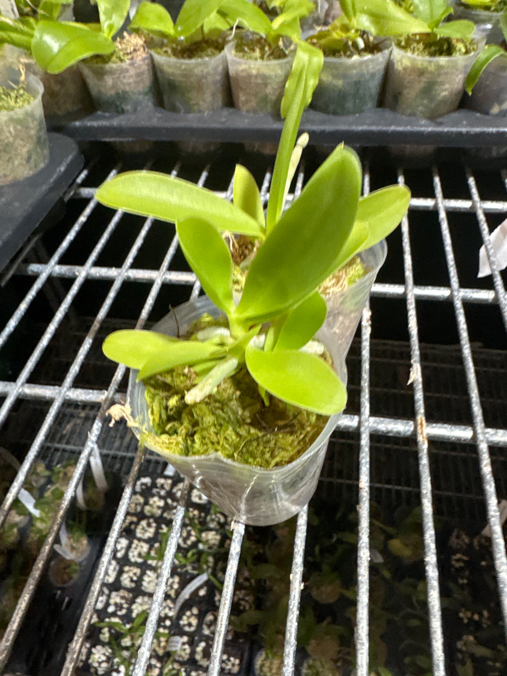 Phalaenopsis cornu cervi (Red) Rare Form