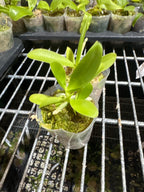 Phalaenopsis cornu cervi (Red) Rare Form