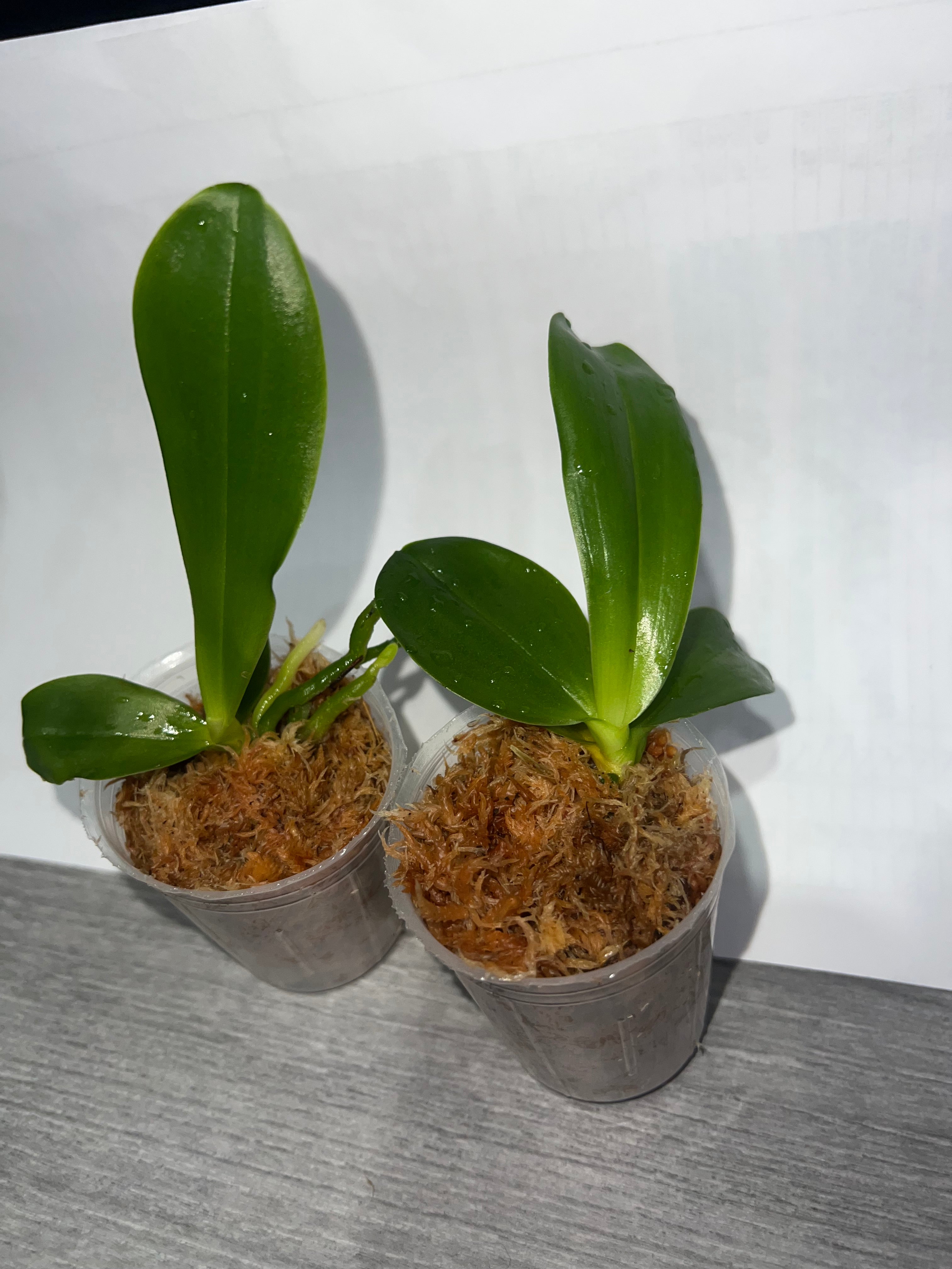 Phalaenopsis violacea var. indigo ‘Blue-violet’ (Mericlone)