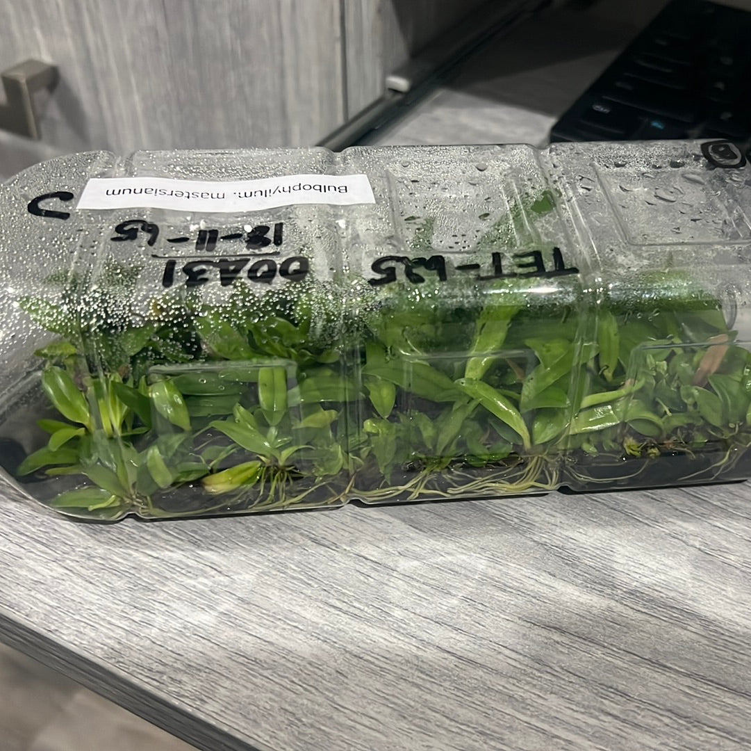 Bulbophyllum mastersianum FLASK (40+ PLANTS) Secondary image