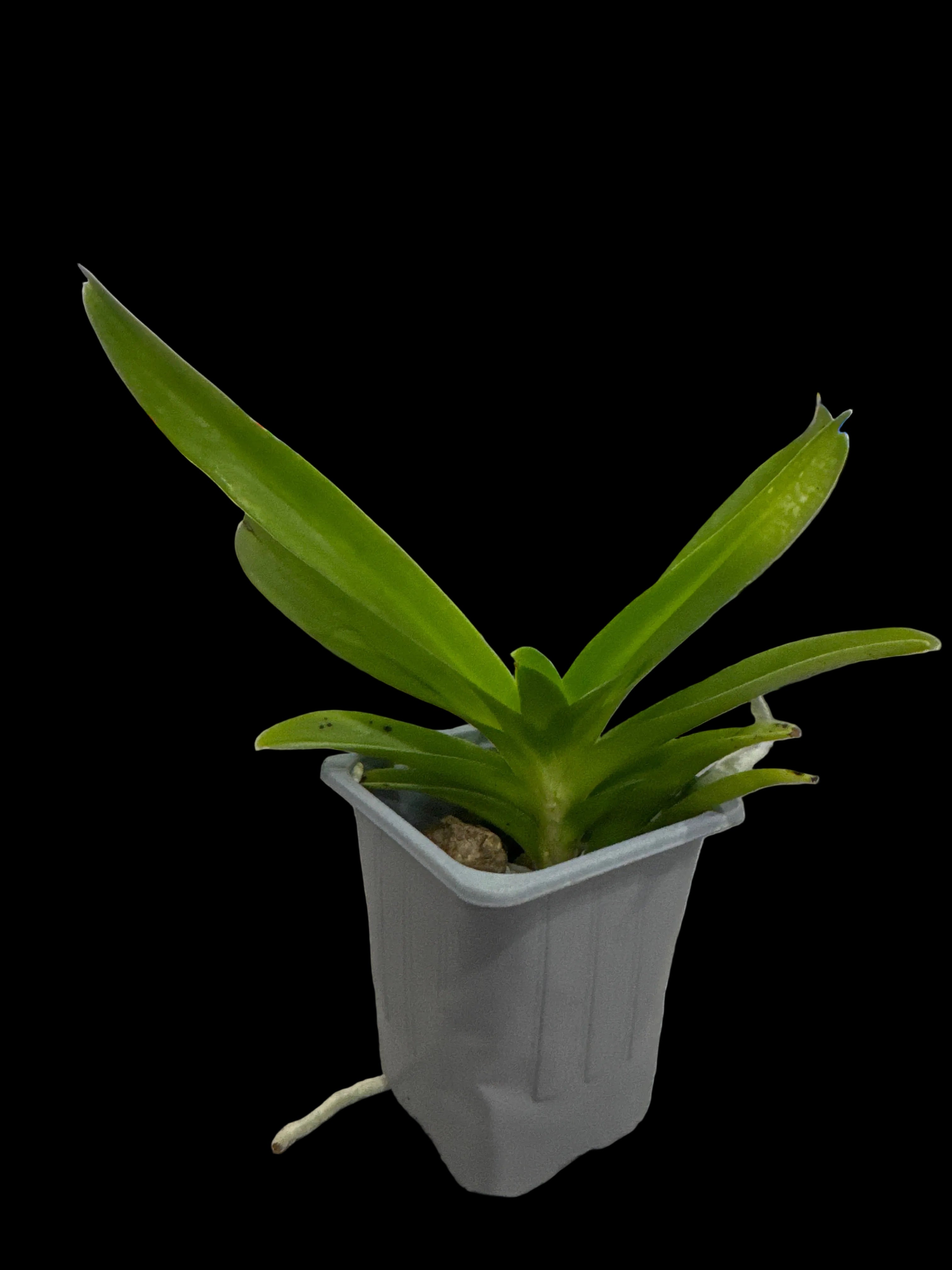 Vanda Pachara Delight 'Blue' Secondary image