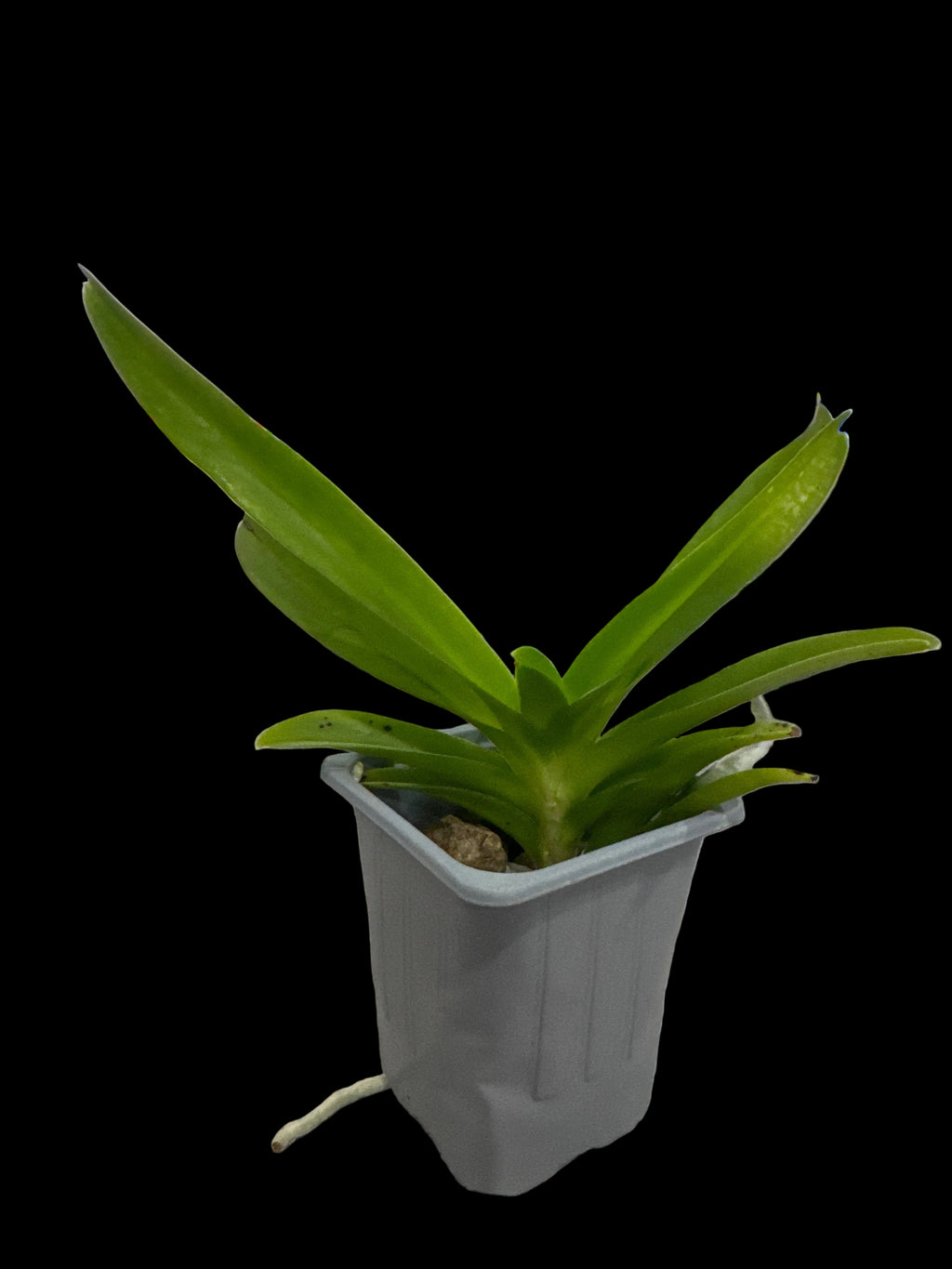 Vanda Pachara Delight 'Blue'