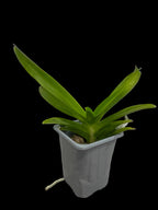 Vanda Pachara Delight 'Blue'