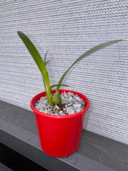 Encyclia cordigera var. alba