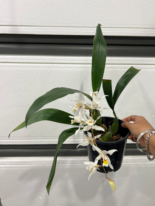 Coelogyne Unchained Melody (Fragrant)