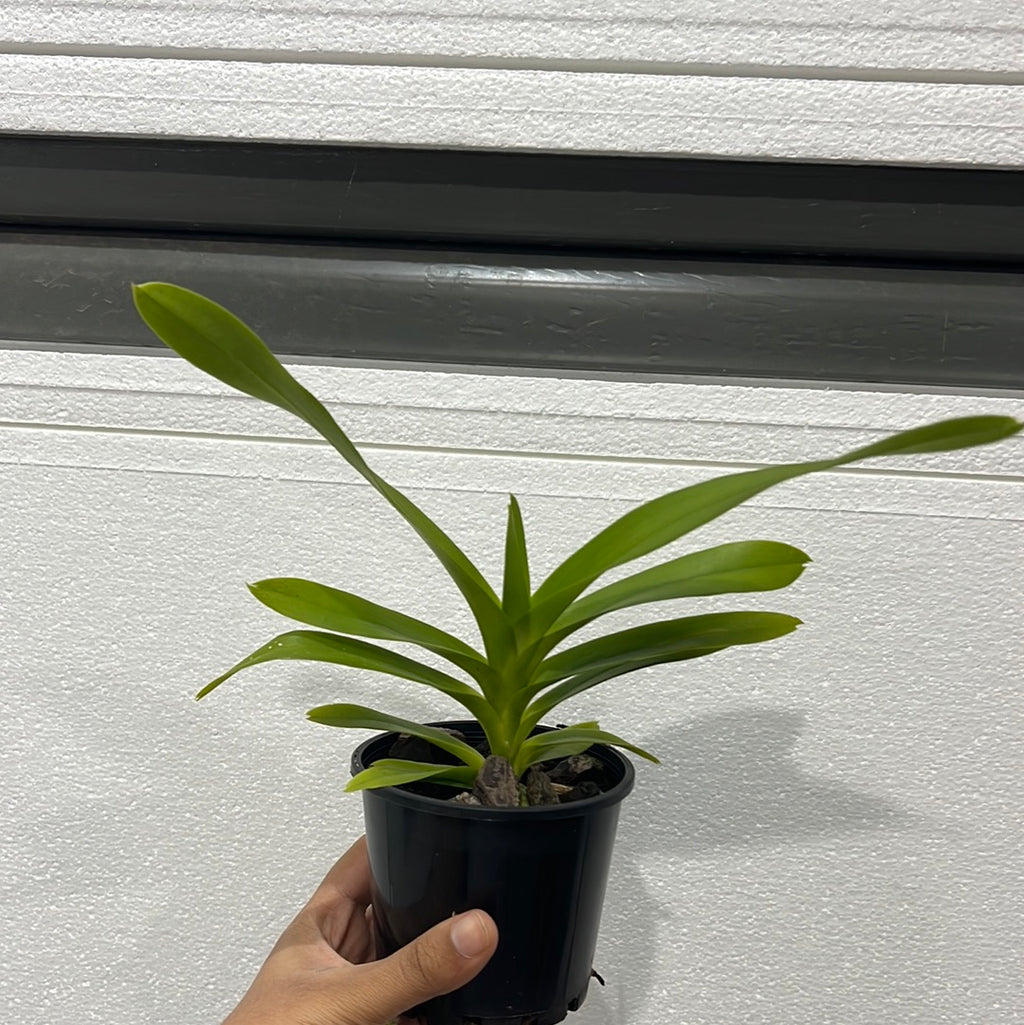 Vanda helvola