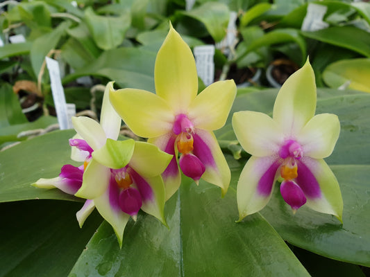 Phal. bellina ('Ponkan' AM/AOS) MC (RARE FORM)