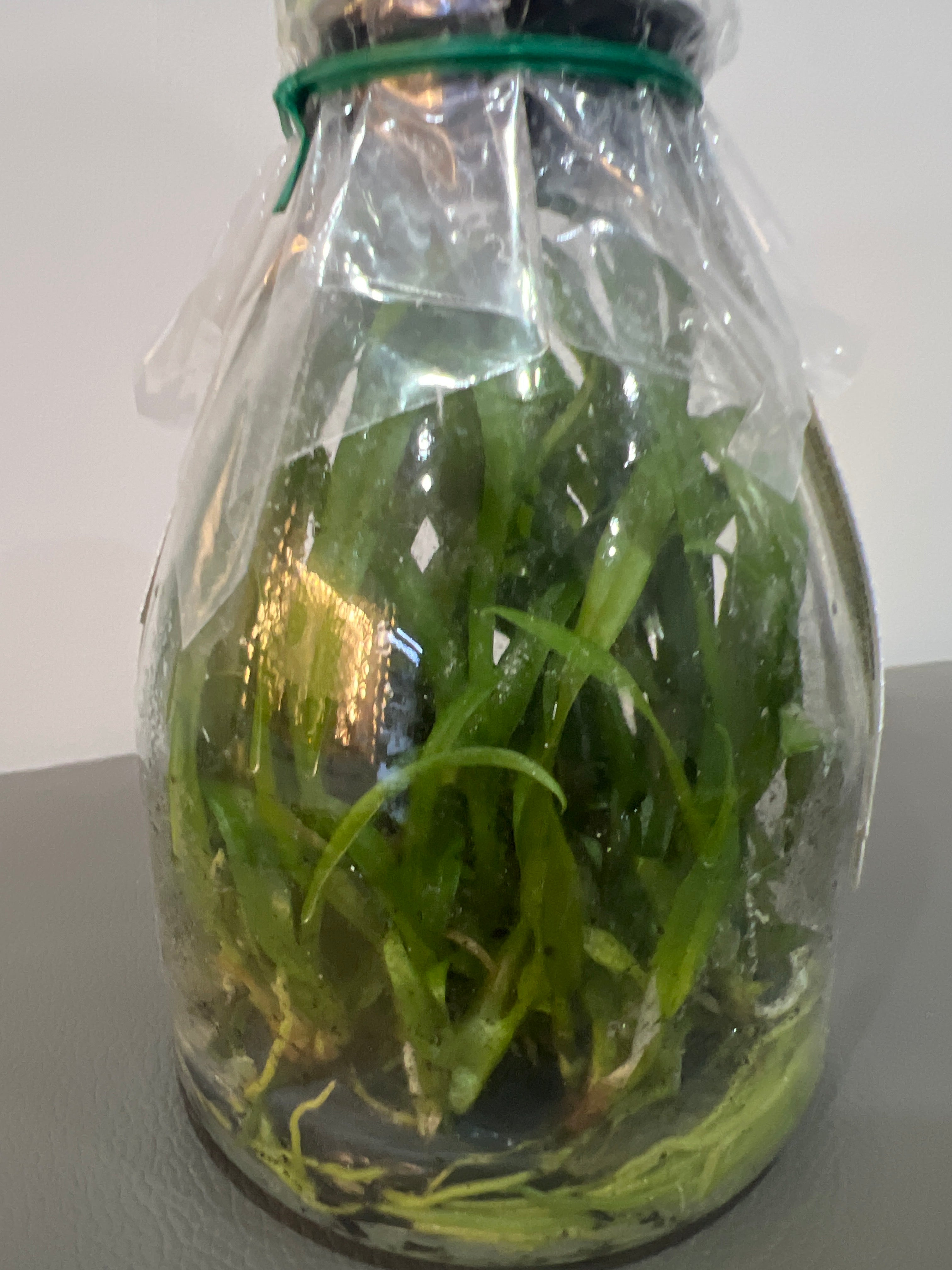 Dendrobium Anucha Flare x  Dendrobium Baby Pink (Hybrid Flask - Conical) ex Taiwan
