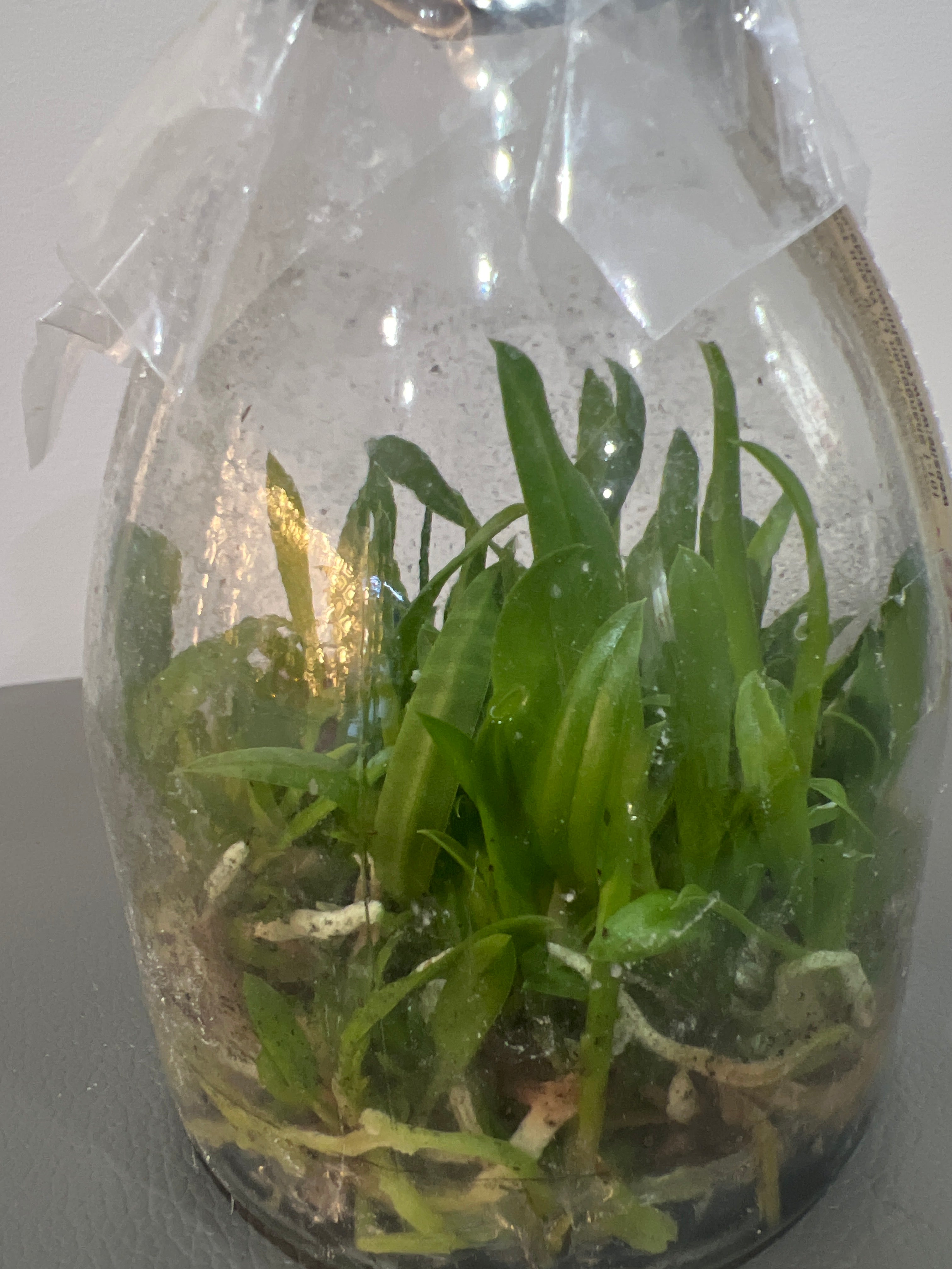 Broughtonia negrilensis (f. semialba x f. tipo) (Species Flask - Conical) ex Taiwan