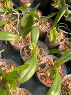 Phalaenopsis equestris (Species)