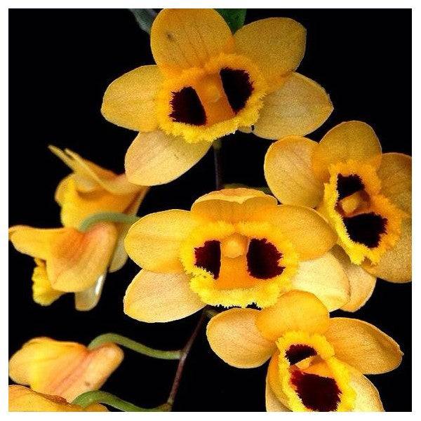 Dendrobium gibsonii (Fragrant Species) Main image