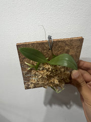Phalaenopsis parishii (Miniature Species)
