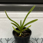 Vanda tricolor (Species)