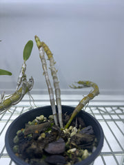 Dendrobium Stardust 'Firebird' (Flowering, In Buds)