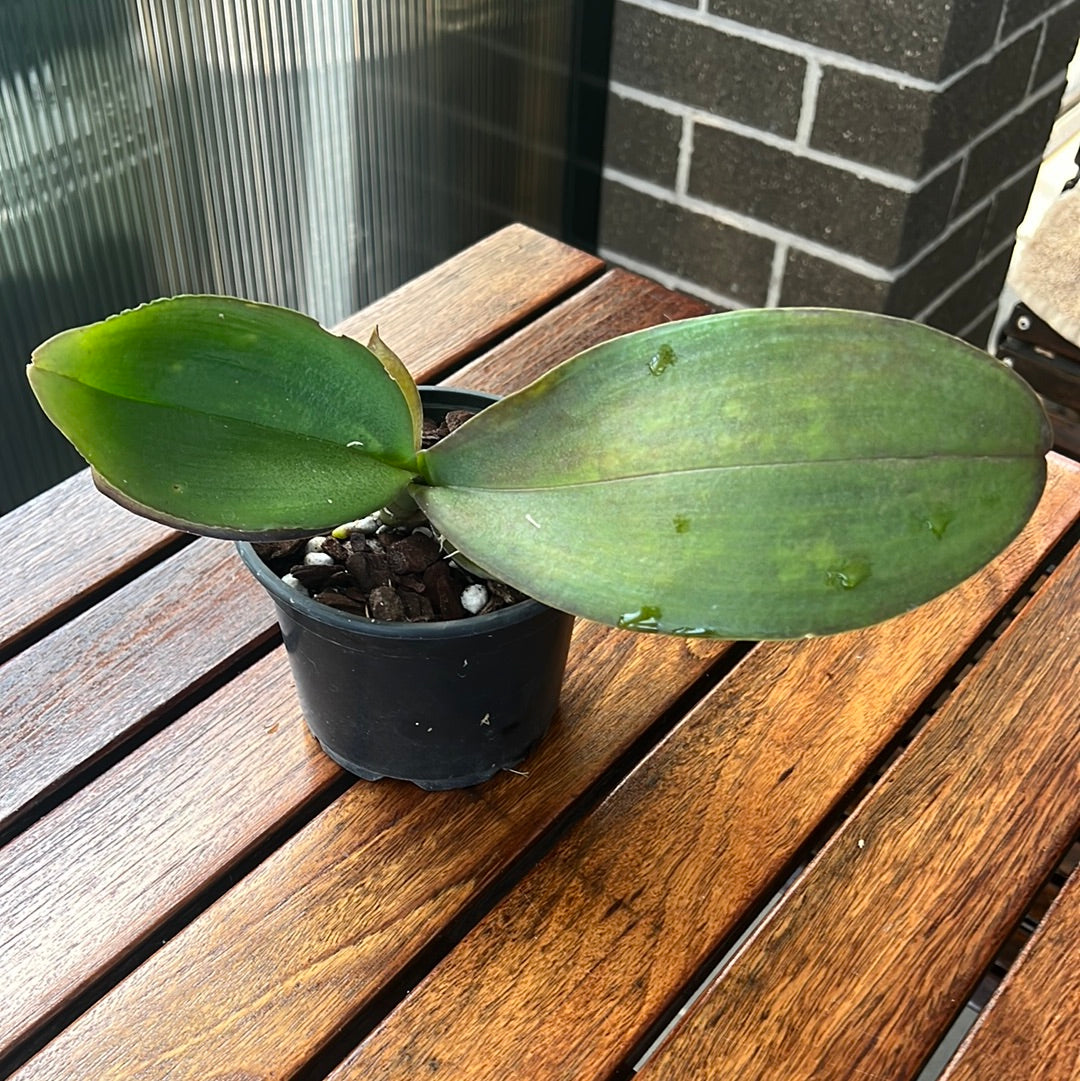 Phalaenopsis Danie Olson (Phalaenopsis stuartiana × Phalaenopsis Joshua Irwin Ginsberg)