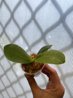 Phalaenopsis Pylo's Texas Spring (Mericlone)