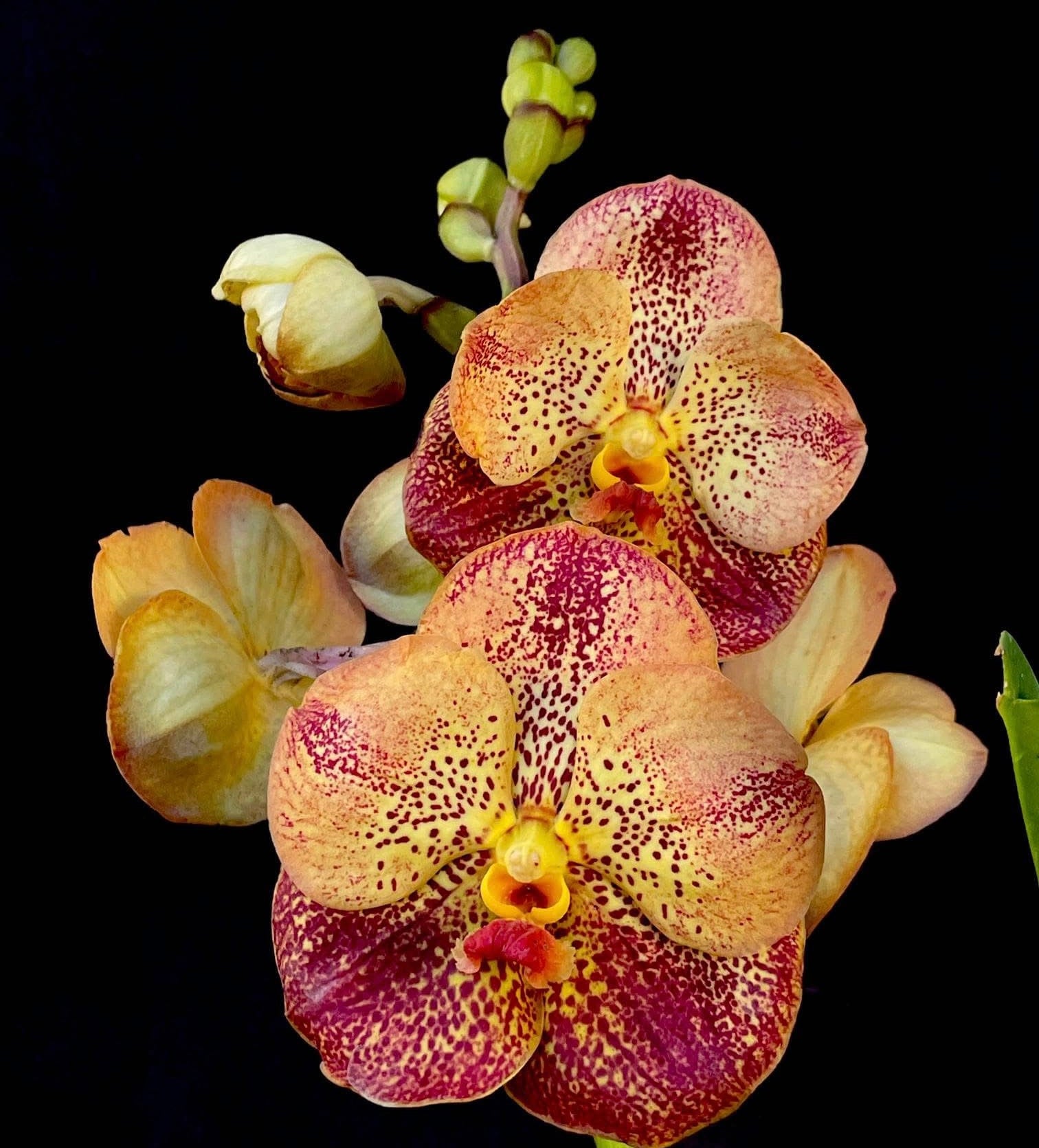 Vanda Sanchai Gold Spots 'No. 9'