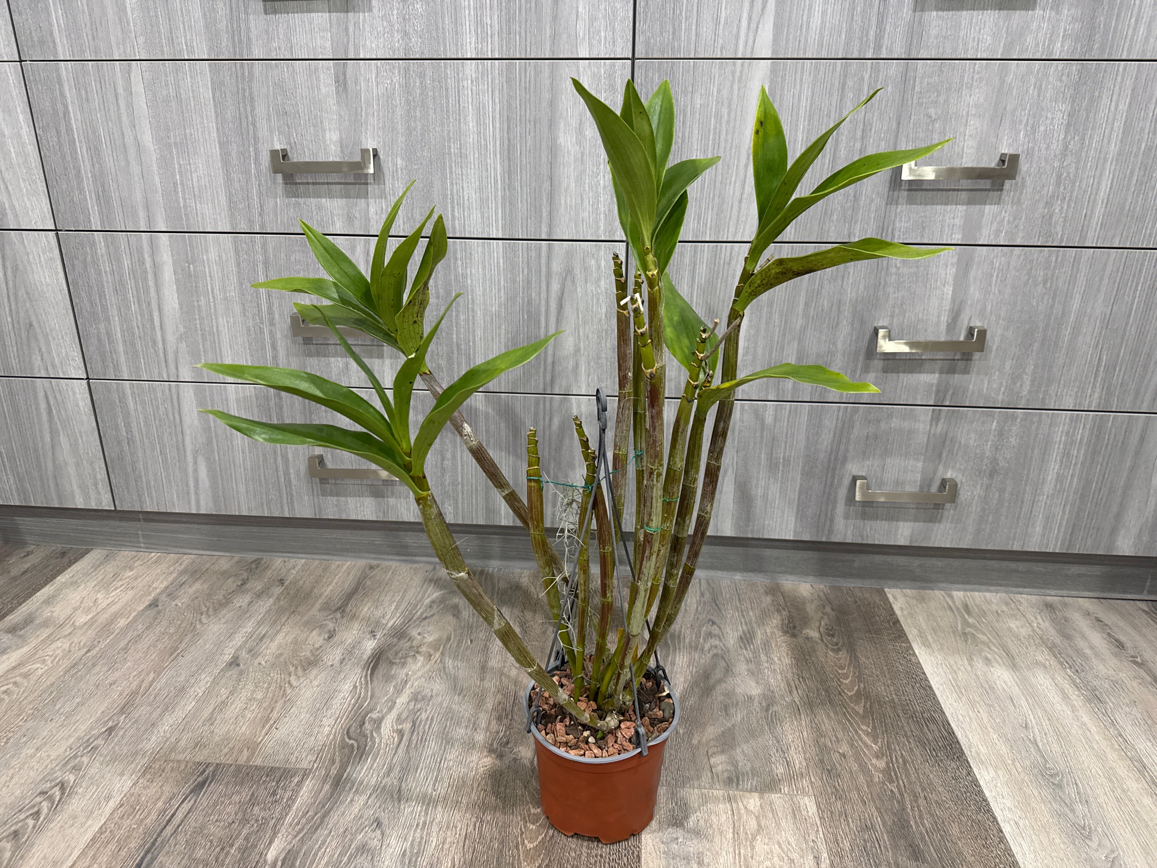 Dendrobium Adora Nishii (Alexandrae X Spectabile) Specimen Plant