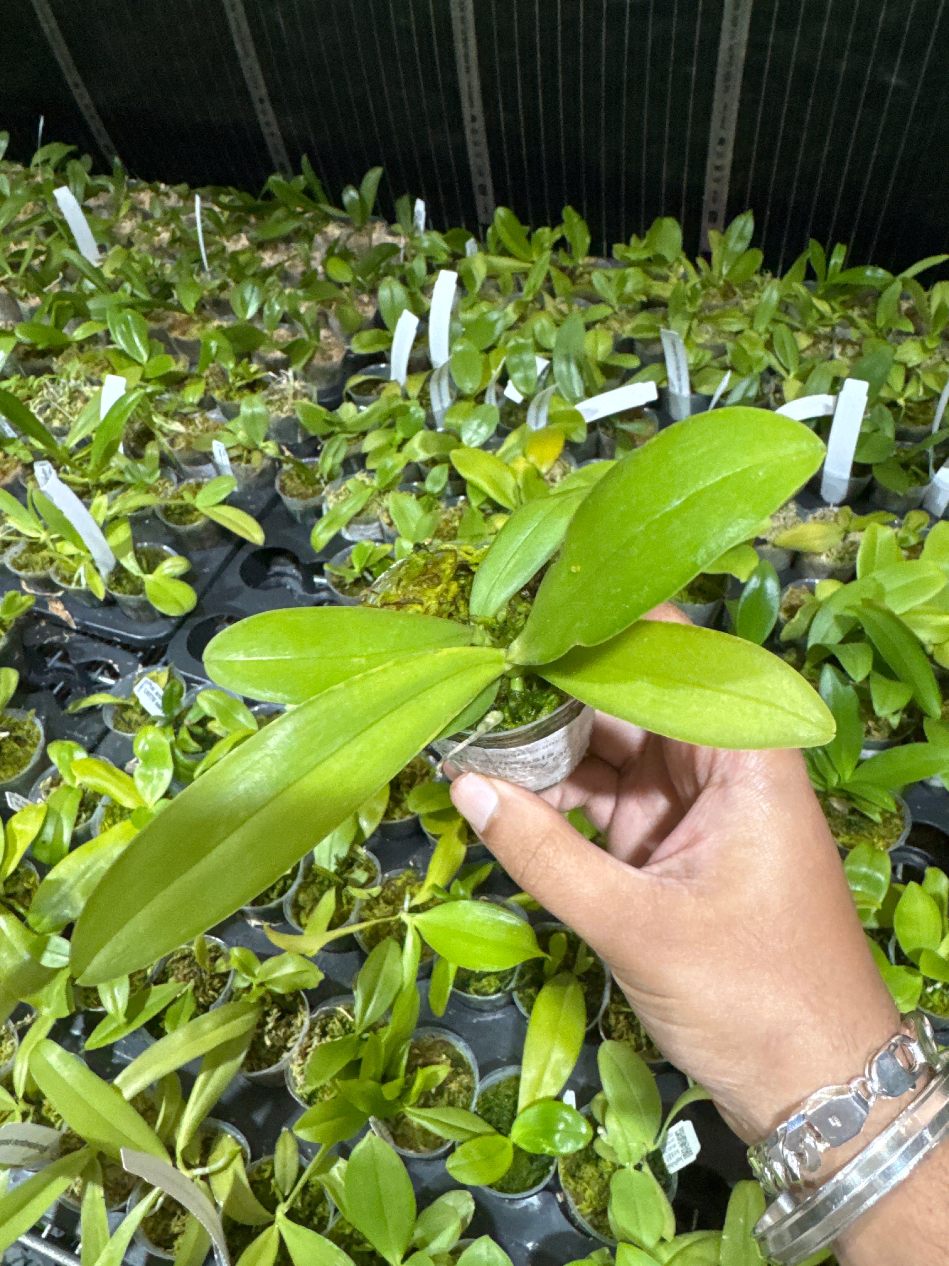 Phalaenopsis Bamboo Nancy (Mericlone) Secondary image