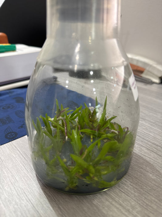 Cattleya maxima rubra 'Peru Dark' (Flask - Conical, ex Taiwan)