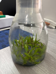 Cattleya maxima rubra 'Peru Dark' (Flask - Conical, ex Taiwan)