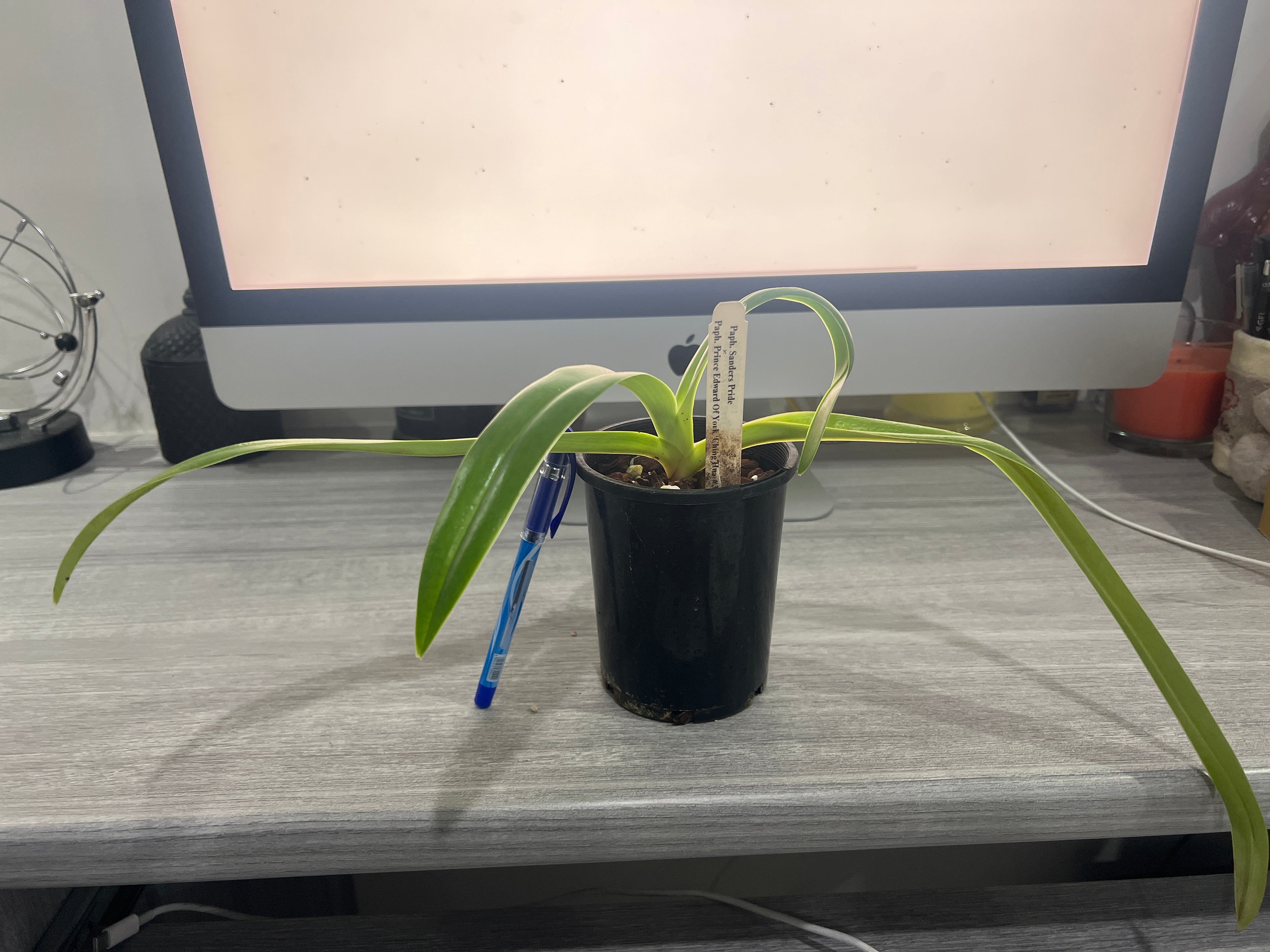 Paph. Sander's Pride x Paph. Prince Edward of York (Multifloral) Secondary image