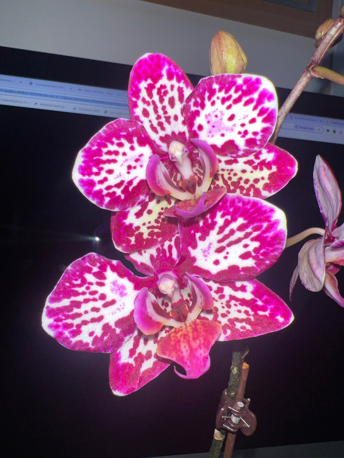 Phalaenopsis Lianher Black Pearl (In Flower)