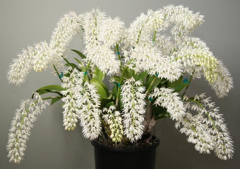 Dendrobium engae x Den. Speciosum var. Pedunculatum (Highly Fragrant)