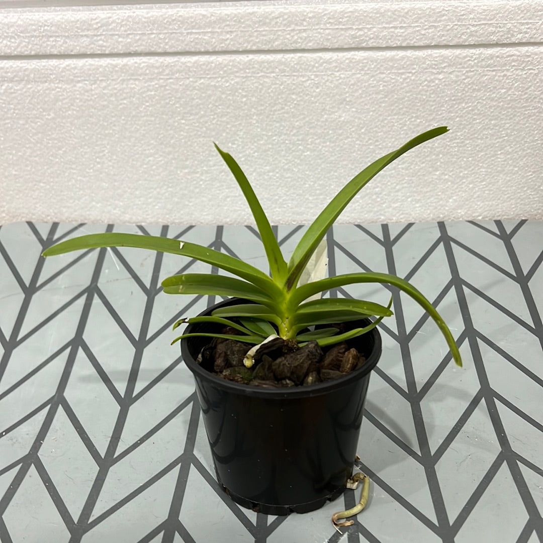 V. Greg Scott (V. merrillii x V. tessellata) Secondary image