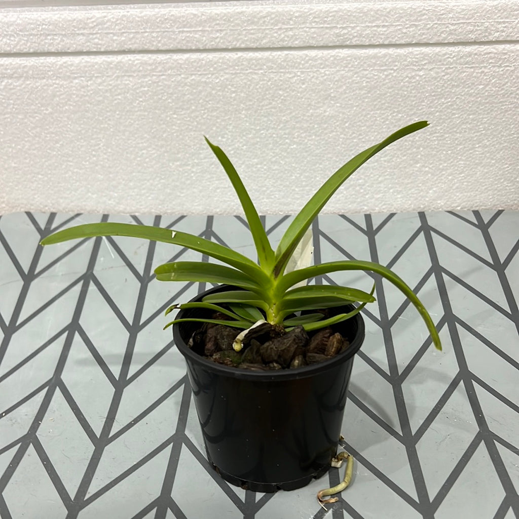 V. Greg Scott (V. merrillii x V. tessellata)