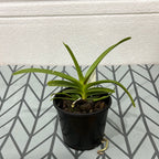 V. Greg Scott (V. merrillii x V. tessellata)
