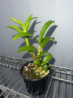 Dendrobium sanderae var. major