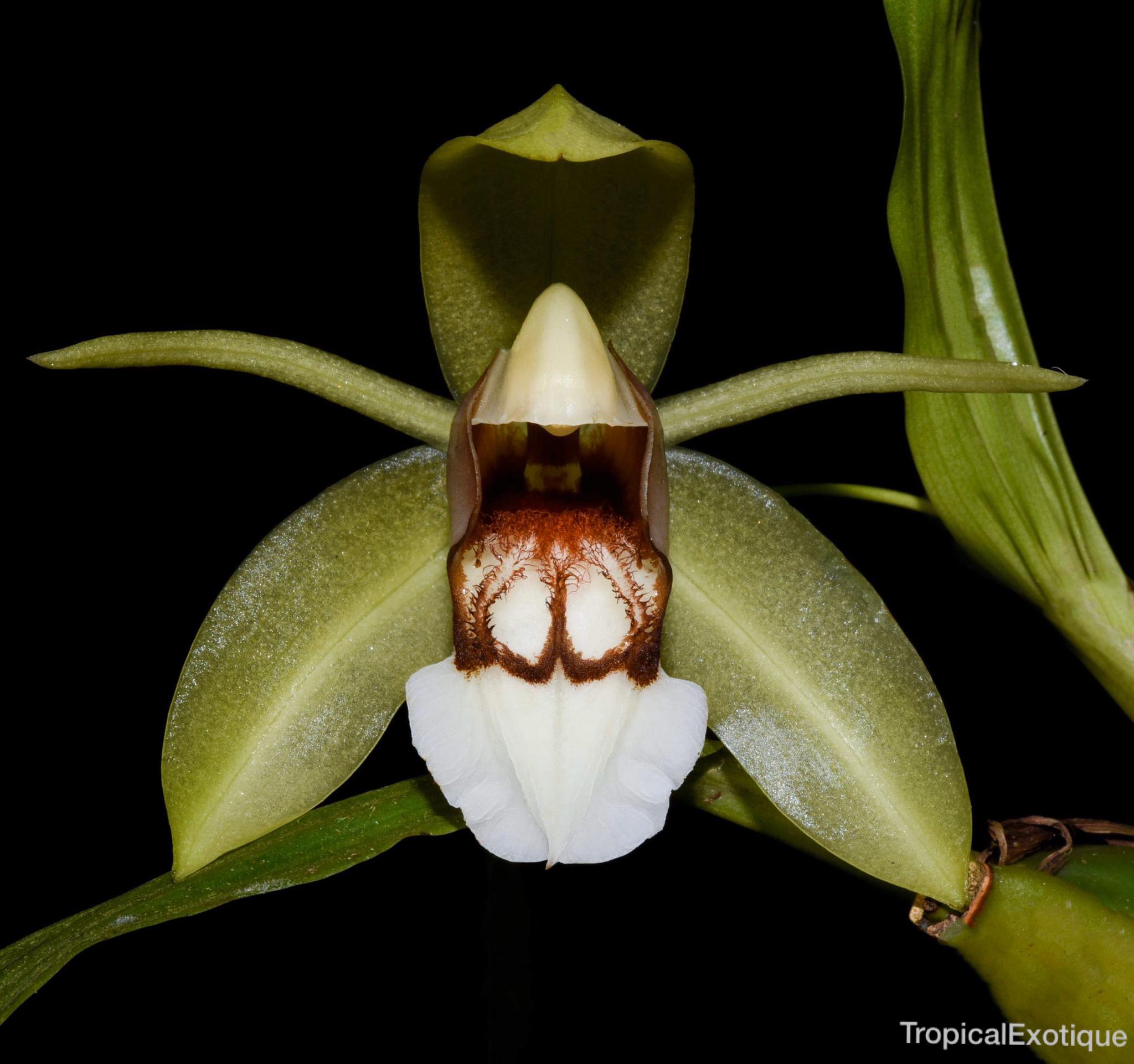 Coelogyne septemcostata (Species Flask - Plastic Bottle) ex Thailand Main image