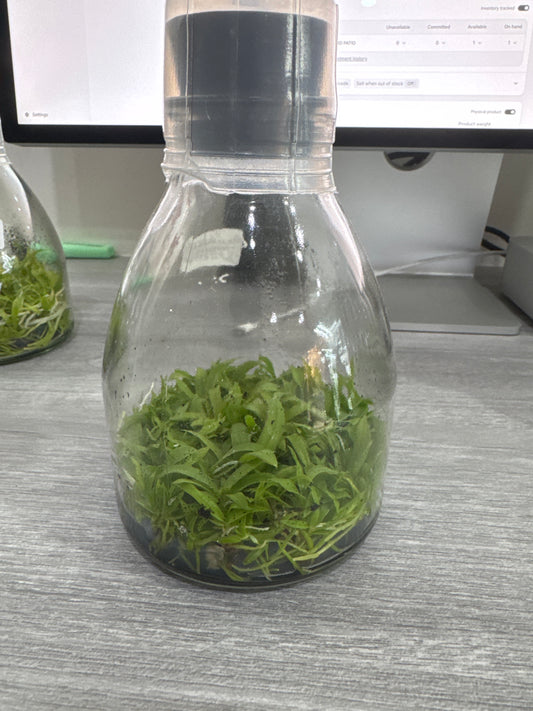 Cattleya schilleriana var. coerulea (Flask - Conical, ex Taiwan)