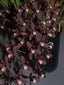 Cymbidium Canaliculatum 'Dark Brown Form'