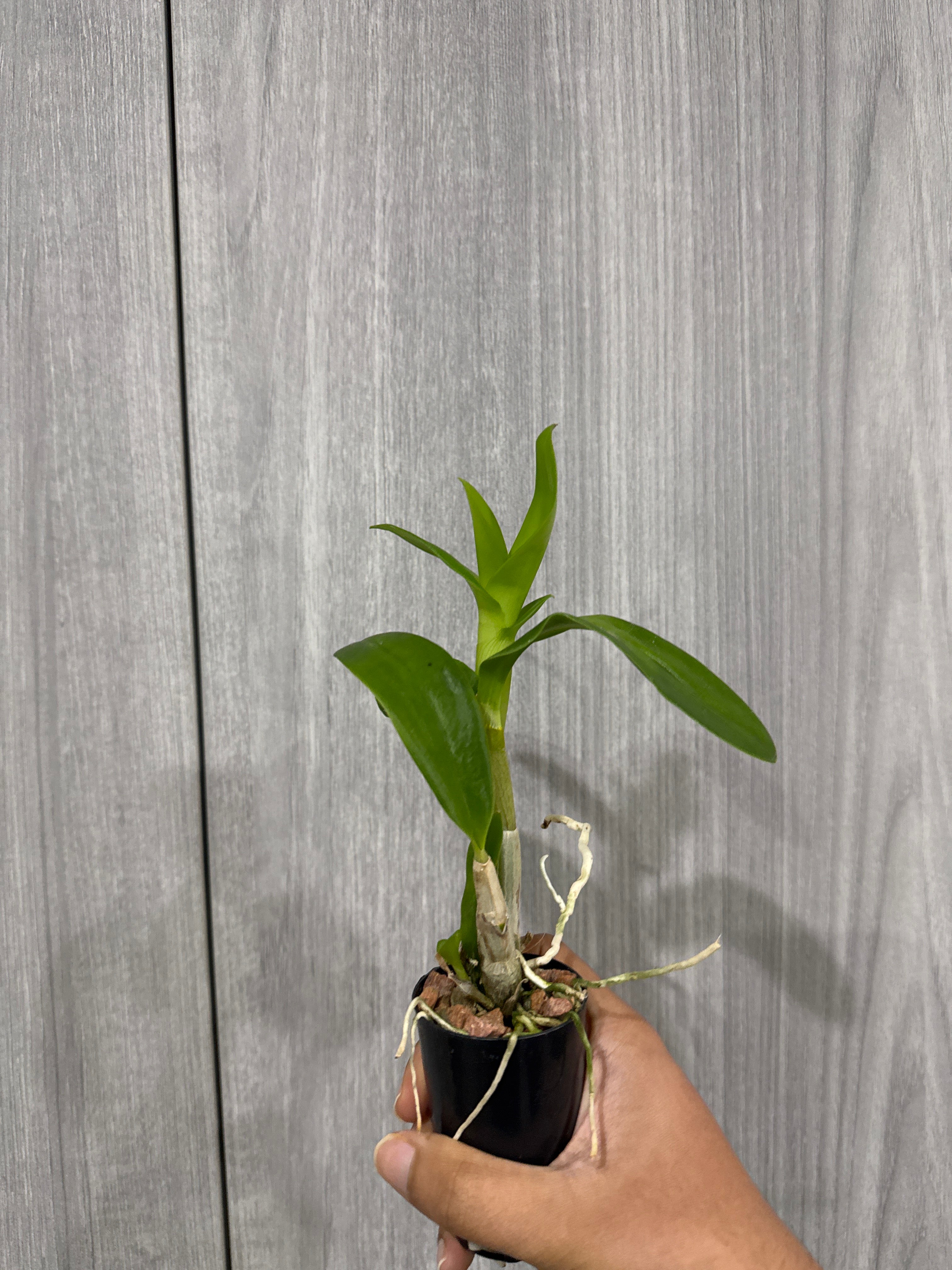 Dendrobium Aridang Blue Secondary image
