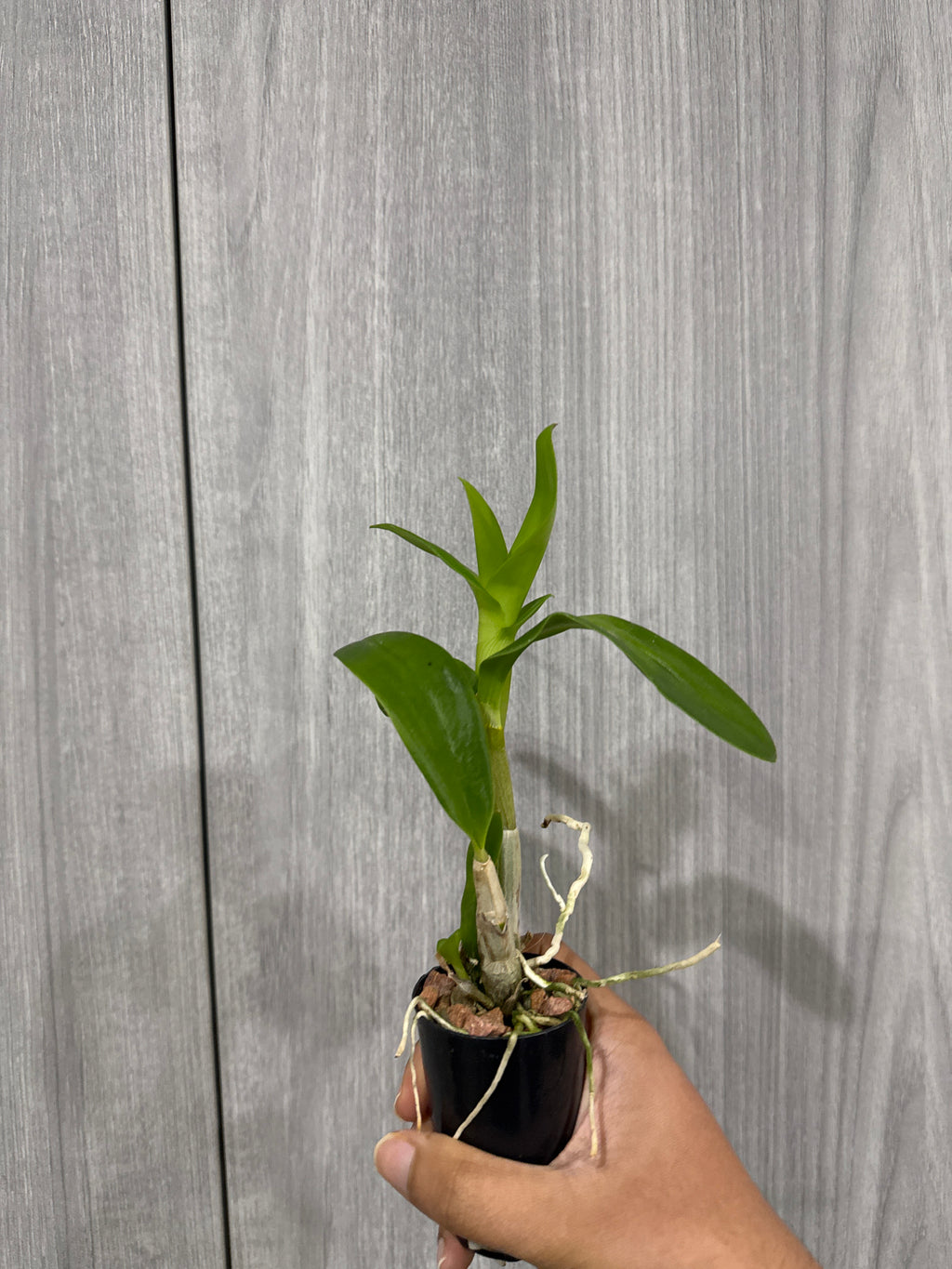 Dendrobium Aridang Blue