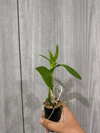 Dendrobium Aridang Blue
