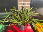 Arpophyllum giganteum (LARGE FLOWERING SIZE PLANT)