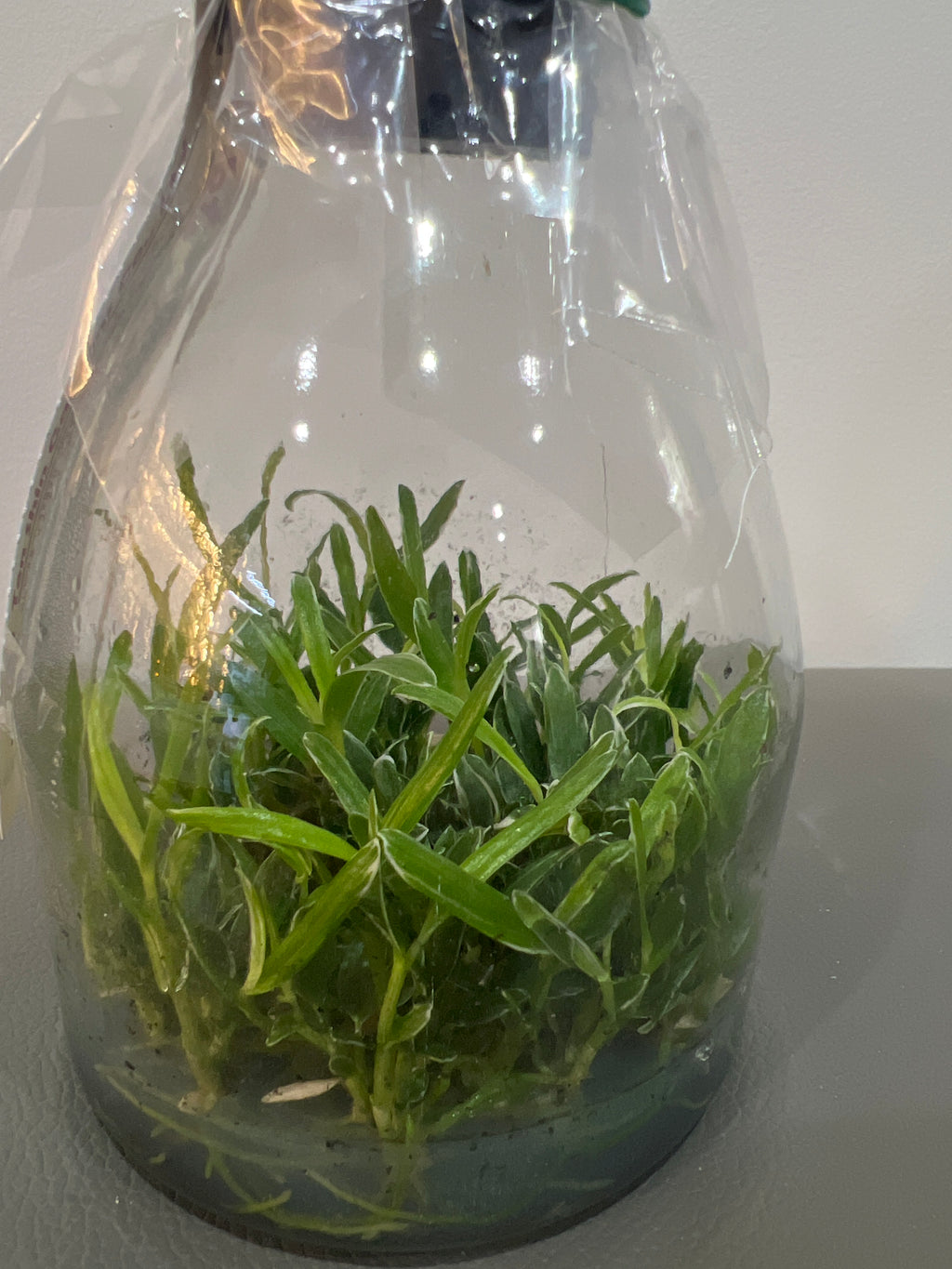 Dendrobium moniliforme Rashatsubame 羅紗燕 (MC) (Variegated, Species Flask - Conical) ex Taiwan