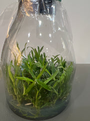 Dendrobium moniliforme Rashatsubame 羅紗燕 (MC) (Variegated, Species Flask - Conical) ex Taiwan