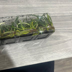 Aerides Inflexa SPECIES FLASK (30+ Plants)