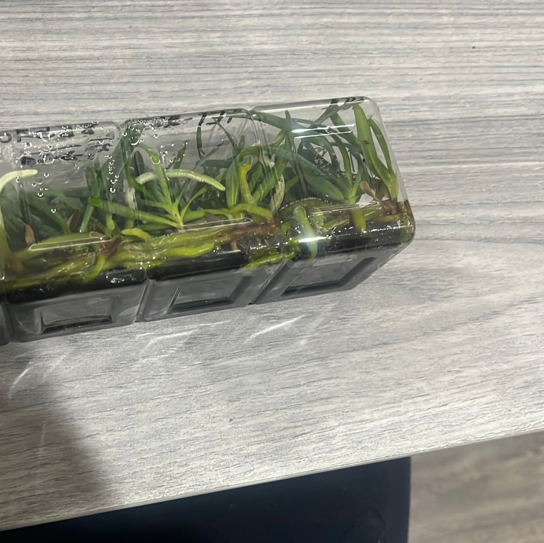 Aerides Inflexa SPECIES FLASK (30+ Plants)