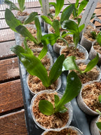 Phalaenopsis tetraspis f. imperatrix (Purple) - Fragrant Species