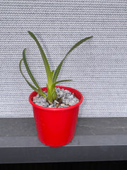 Encyclia cordigera var. alba