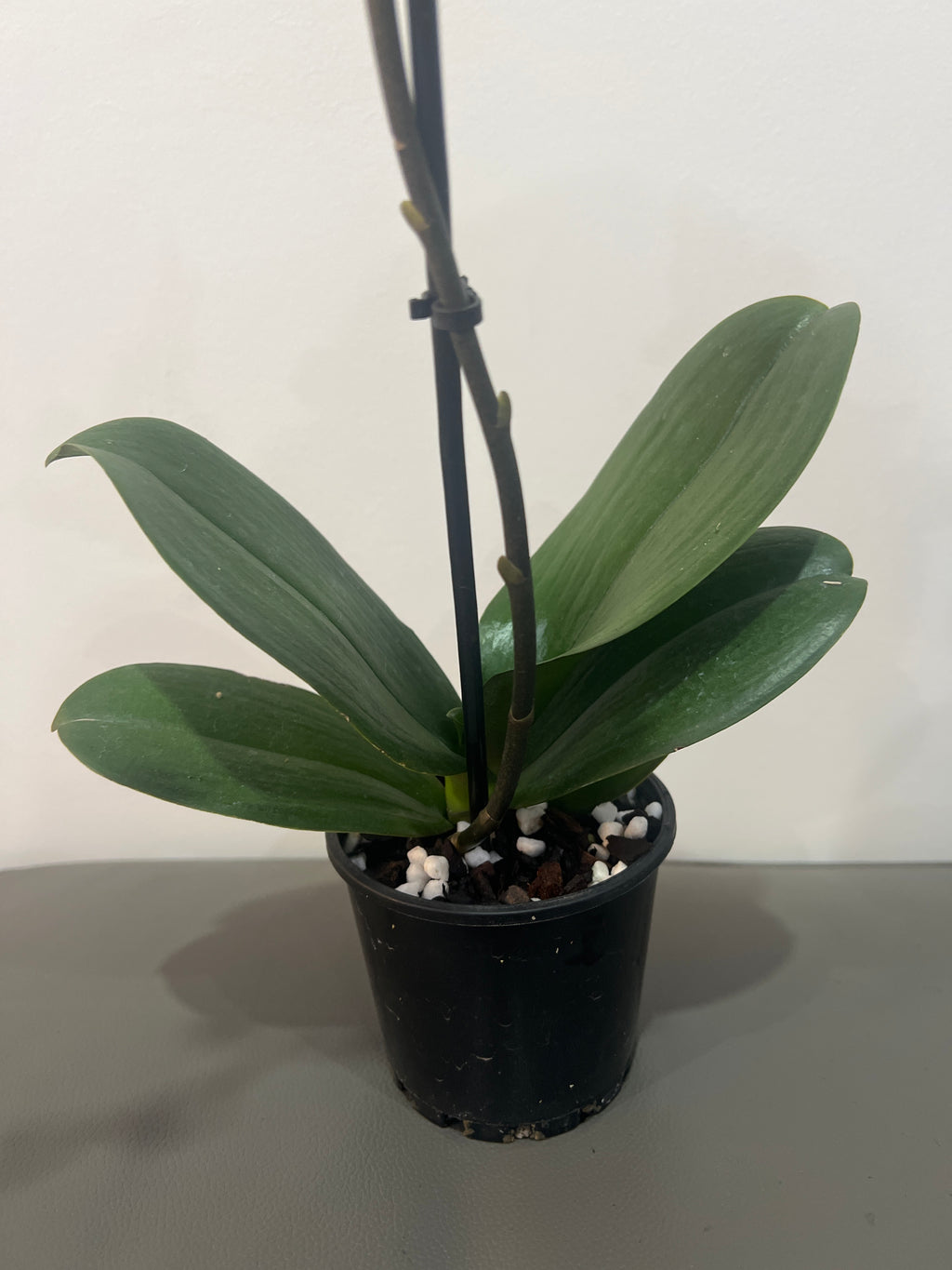 Phalaenopsis Zahara (In Flower)